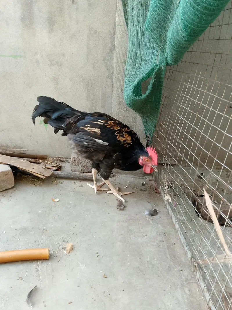 2 Anday Dene Wali Murghiyan aur 1 Patha Murgha for Sale — photo 4