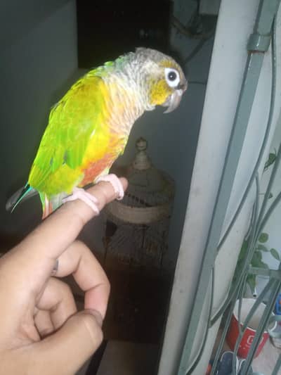 green chick conure