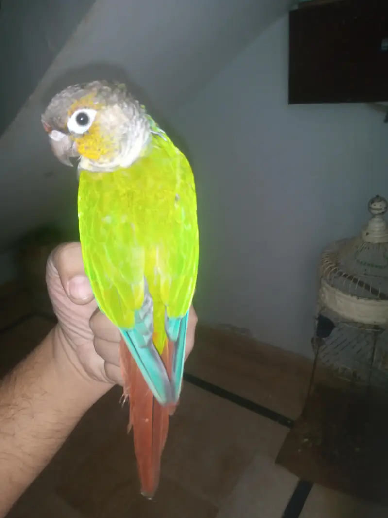green chick conure — photo 2