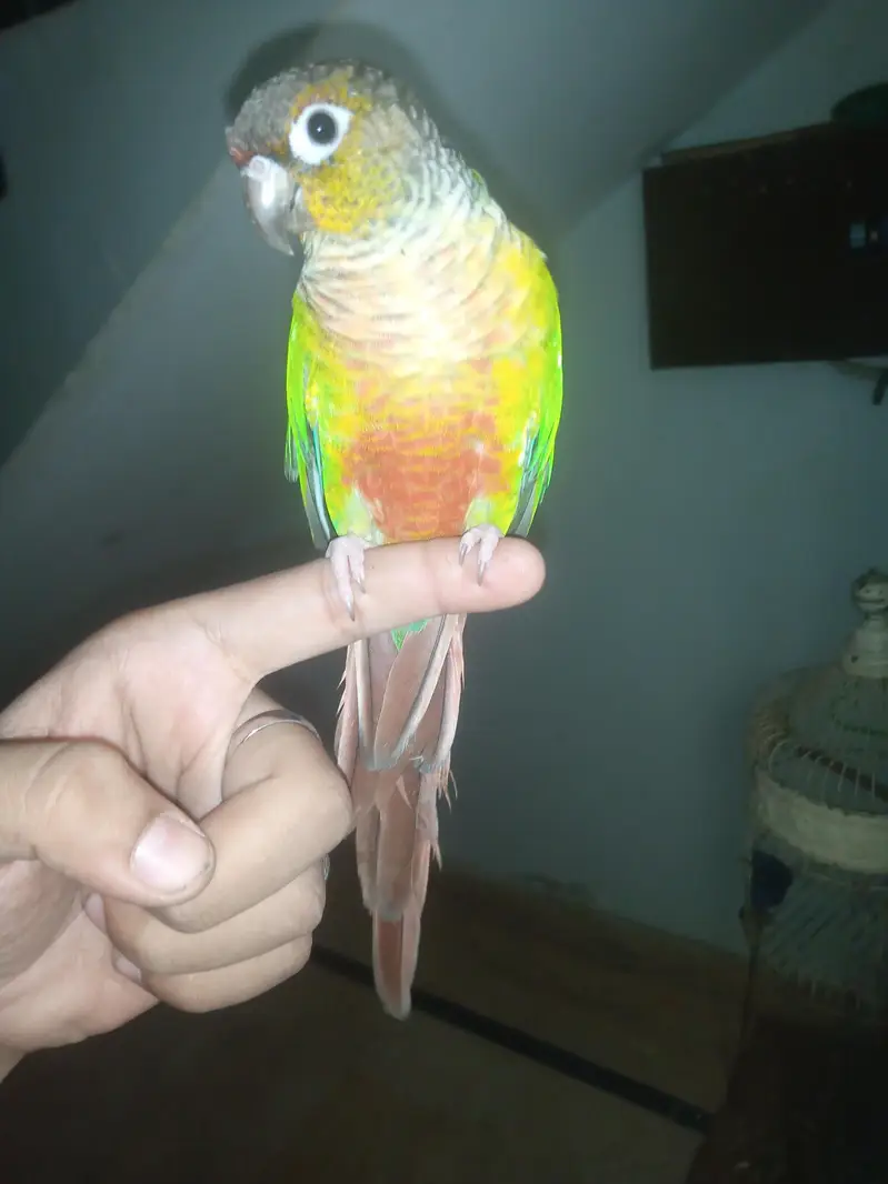 green chick conure — photo 3