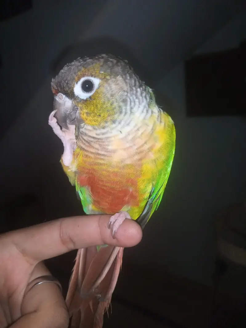 green chick conure — photo 4