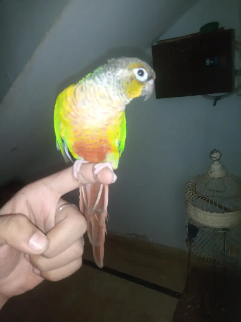 green chick conure — photo 5