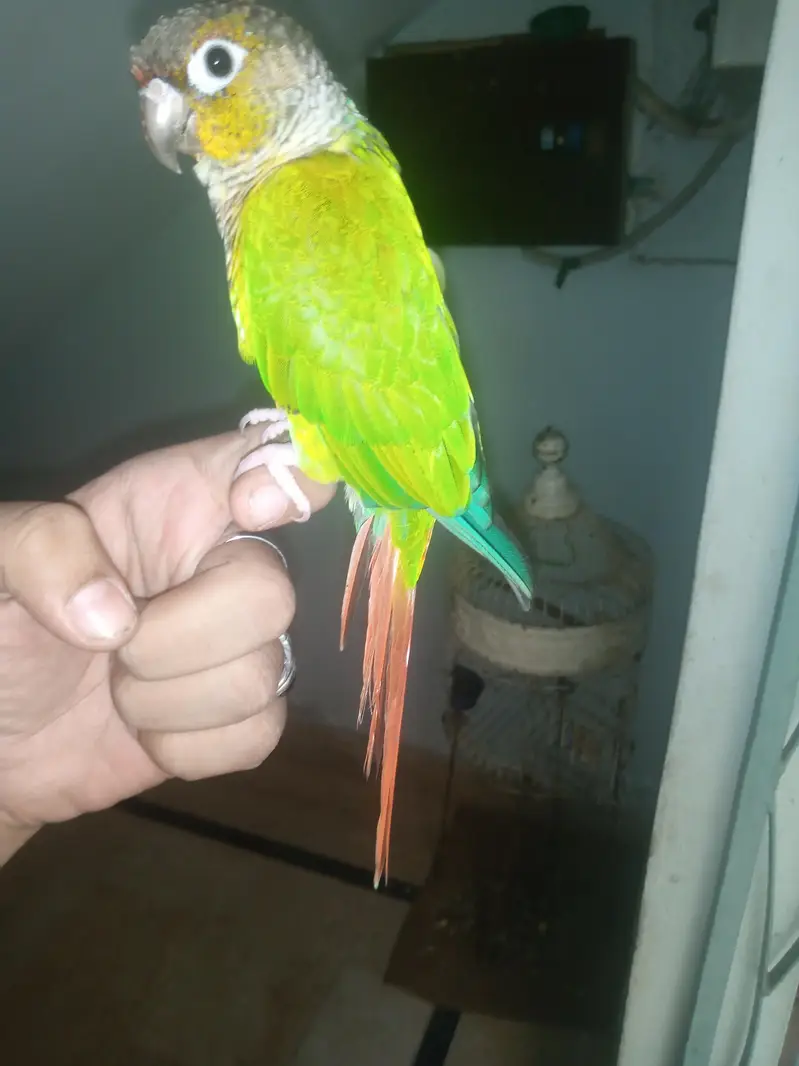 green chick conure — photo 6