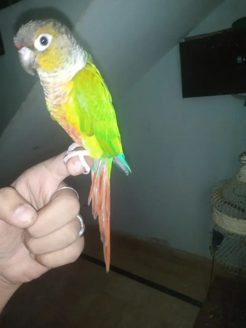 green chick conure — photo 7