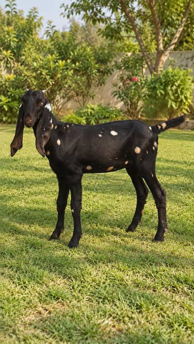 Pure Beetal female Goat 6 month - Goat for sale
