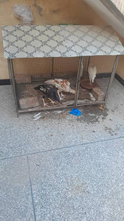 cage 3×4