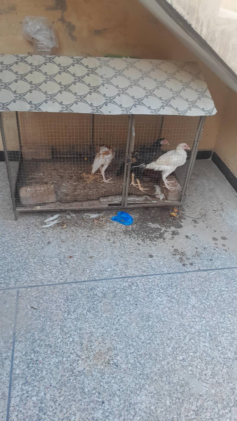 cage 3×4 1