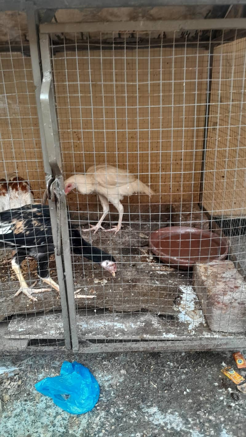 cage 3×4 2