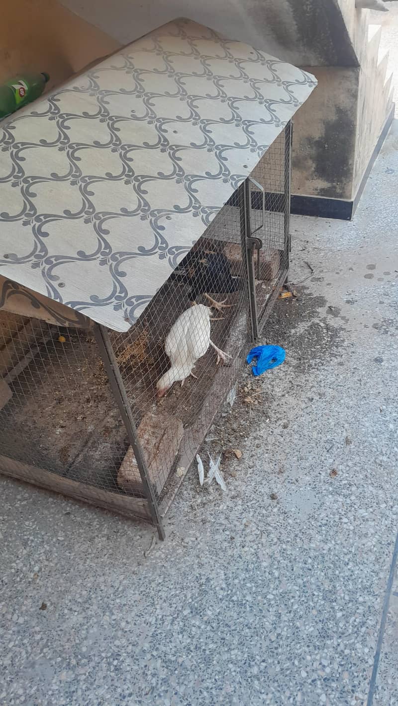 cage 3×4 3
