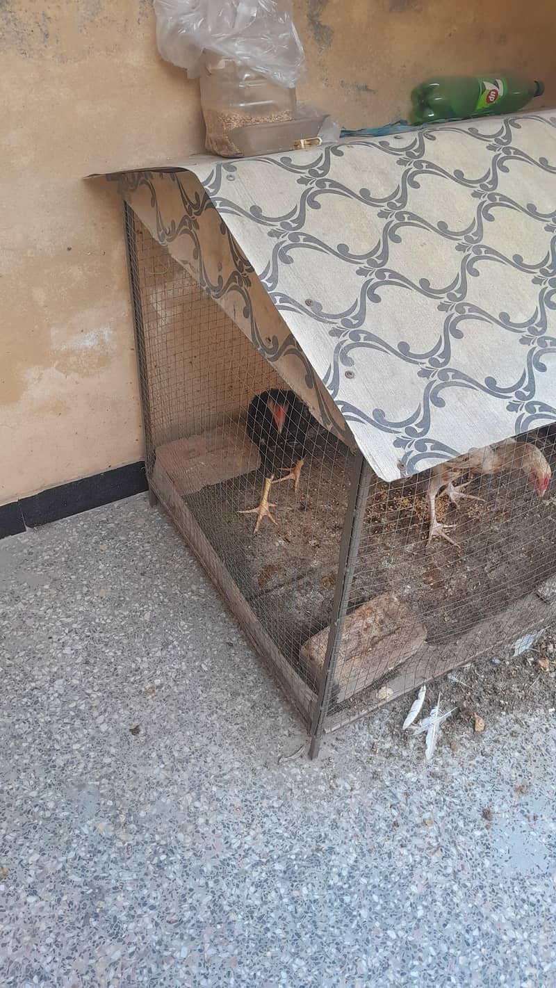 cage 3×4 4