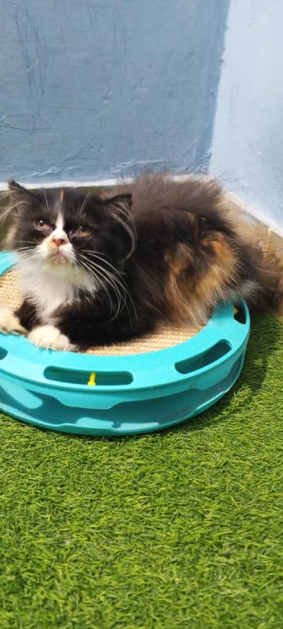 Pure Persian Punch Face Female Kitten/Cat