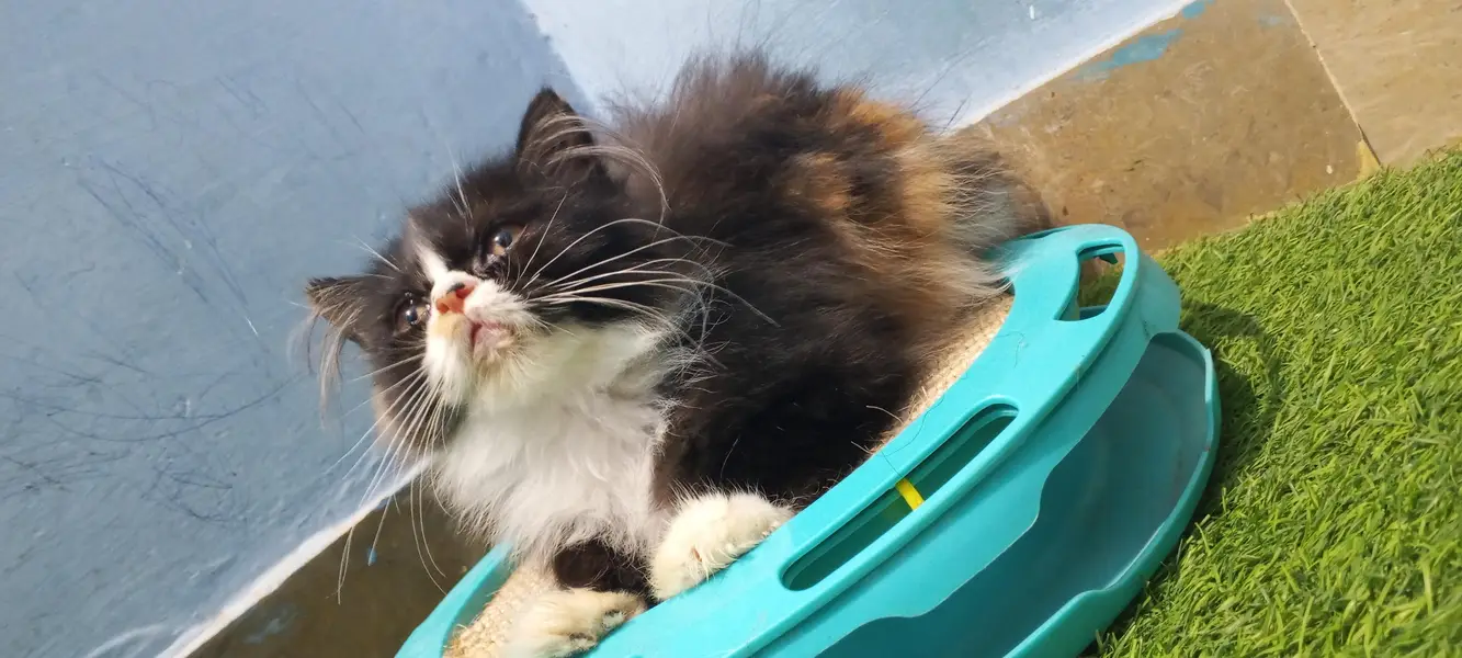 Pure Persian Punch Face Female Kitten/Cat — photo 2