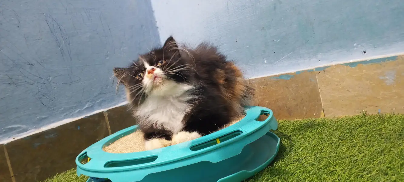 Pure Persian Punch Face Female Kitten/Cat — photo 3