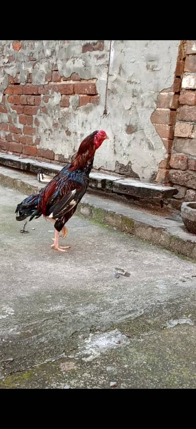 seel muga/hen lover