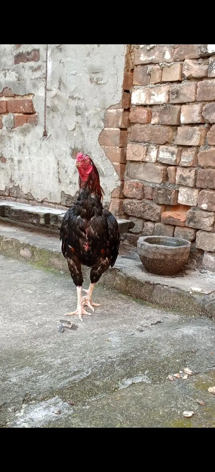 seel muga/hen lover — photo 2