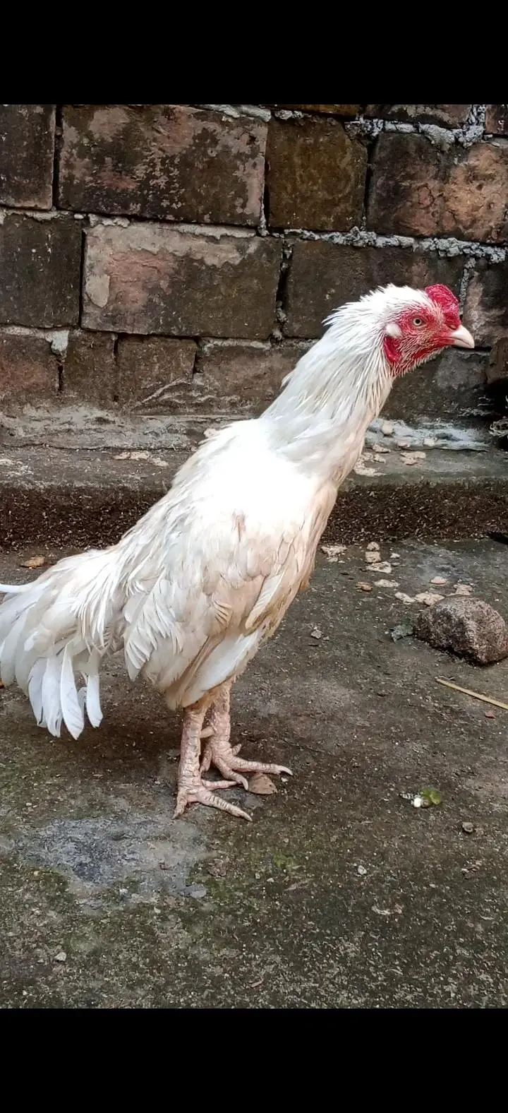seel muga/hen lover — photo 3