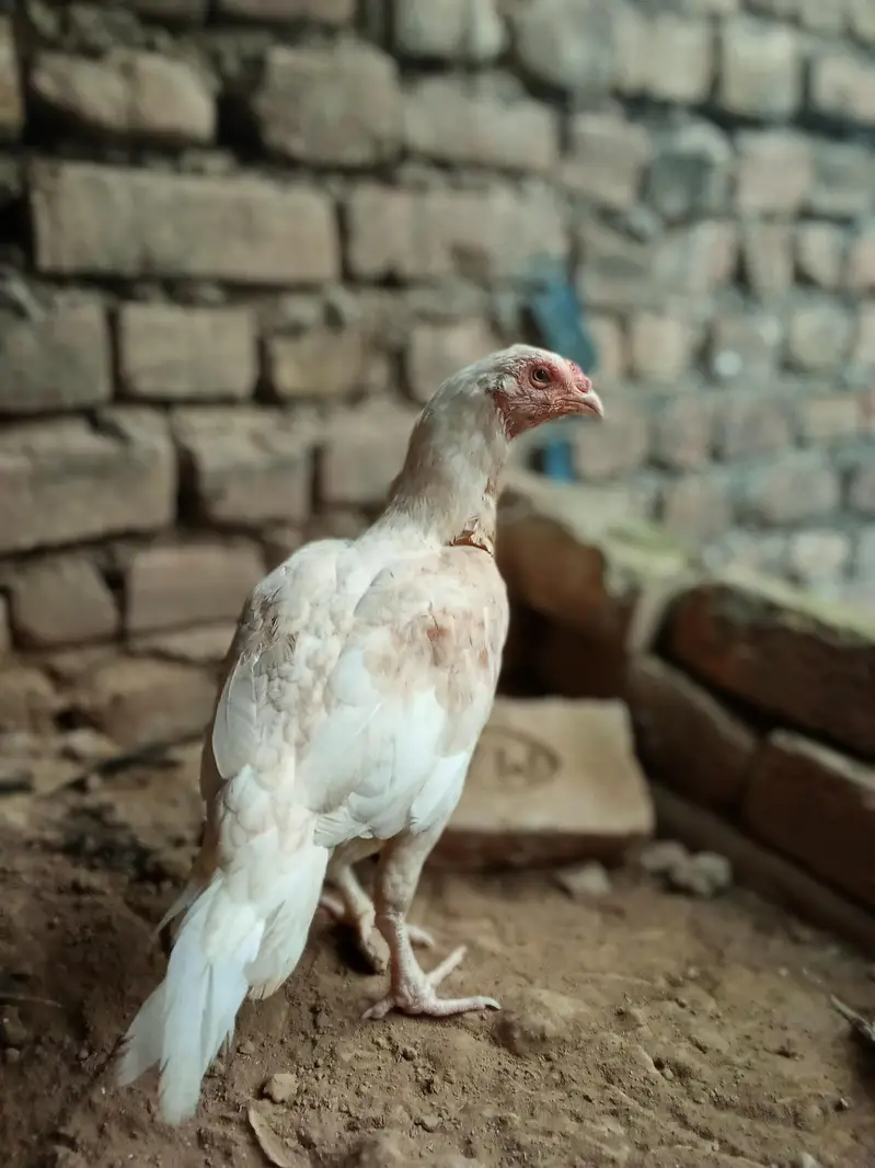 seel muga/hen lover — photo 4