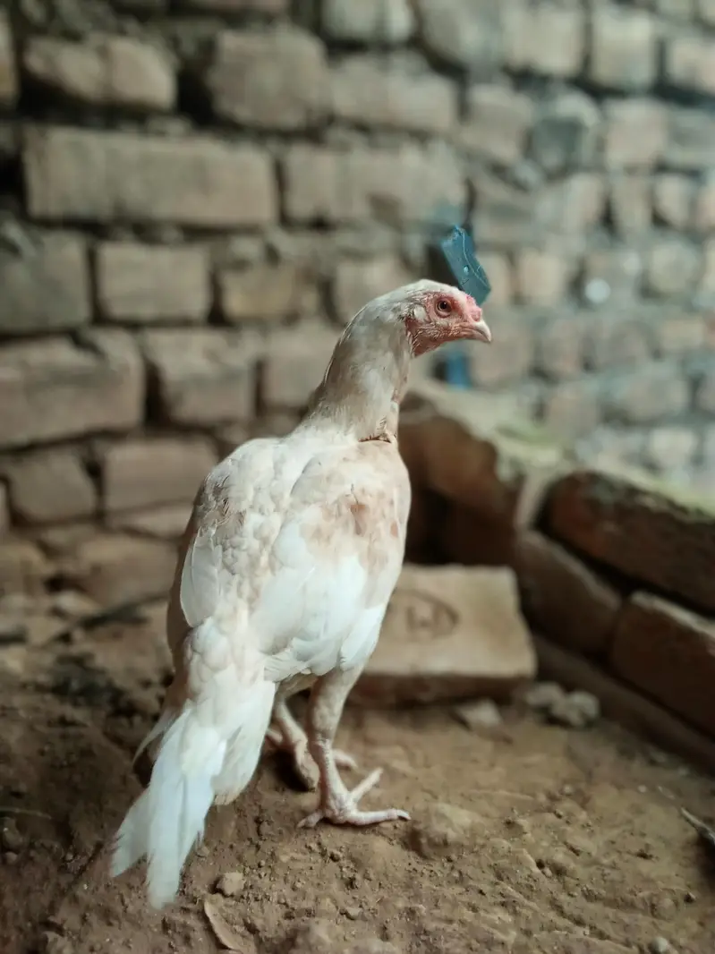 seel muga/hen lover — photo 5