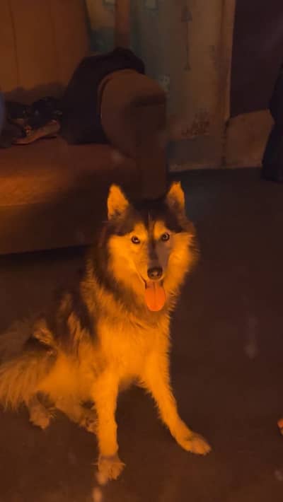 Female husky