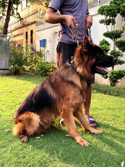 Beautiful Shepherd Dogs for Sale — Lahore