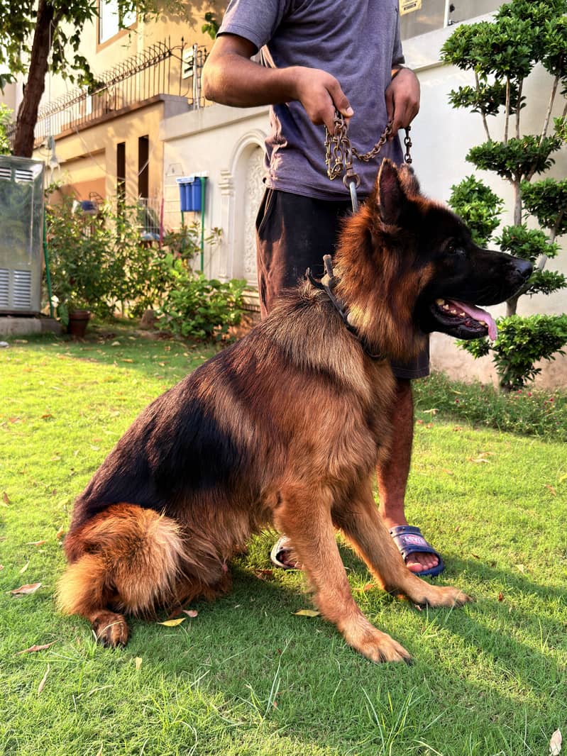 Beautiful Shepherd Dogs for Sale — Lahore (PINK PEDIGREE) - Dogs ...