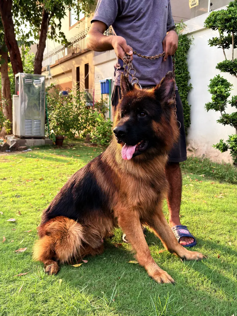 Beautiful Shepherd Dogs for Sale — Lahore — photo 2