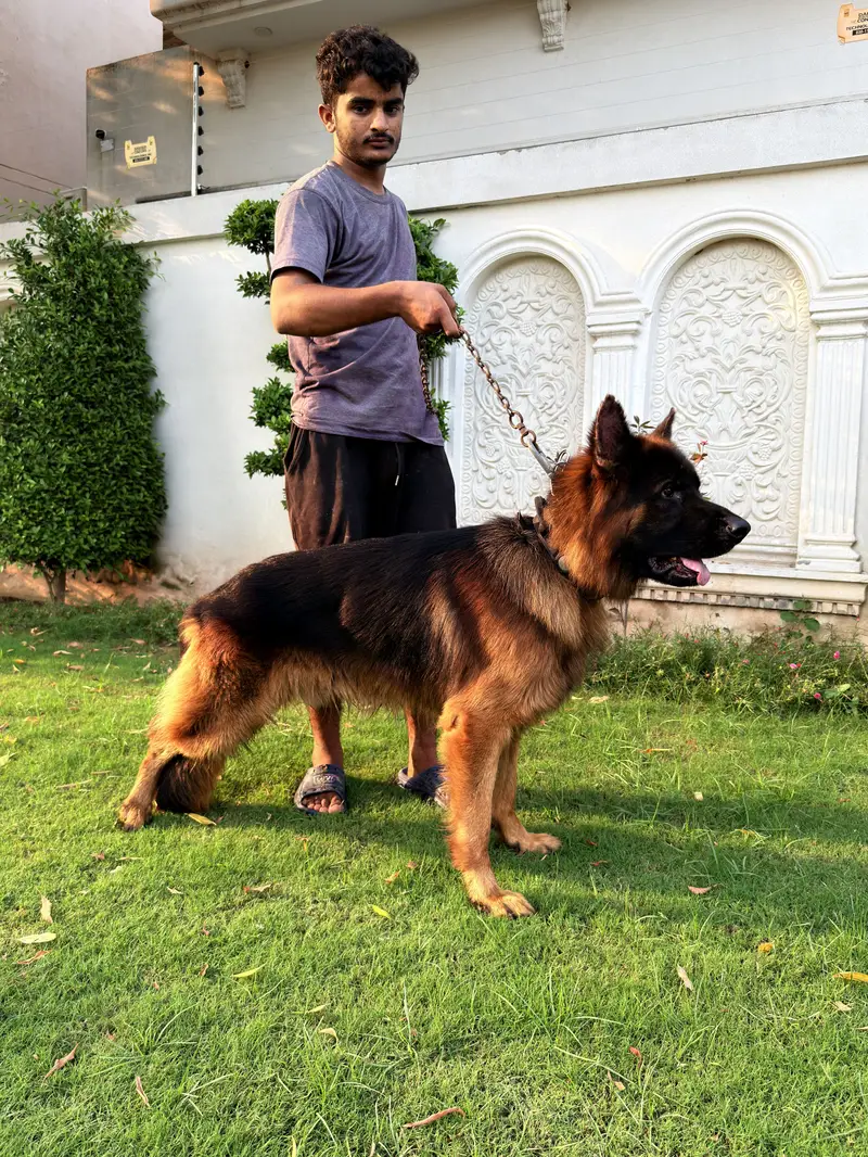 Beautiful Shepherd Dogs for Sale — Lahore — photo 3