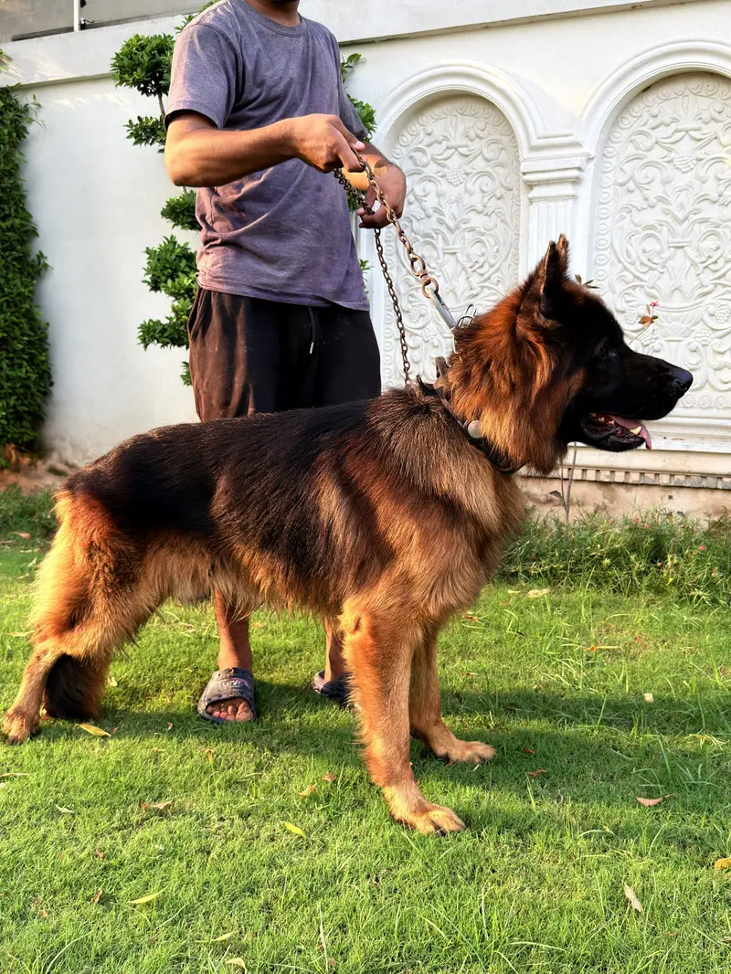 Beautiful Shepherd Dogs for Sale — Lahore — photo 4