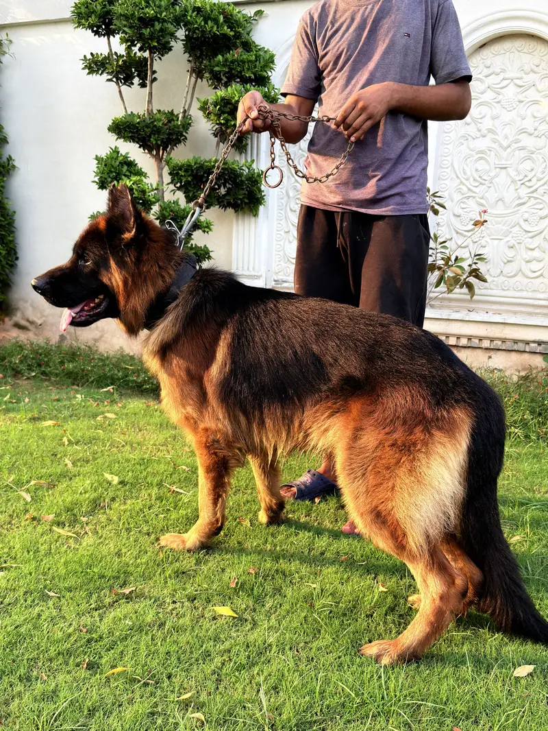 Beautiful Shepherd Dogs for Sale — Lahore — photo 5