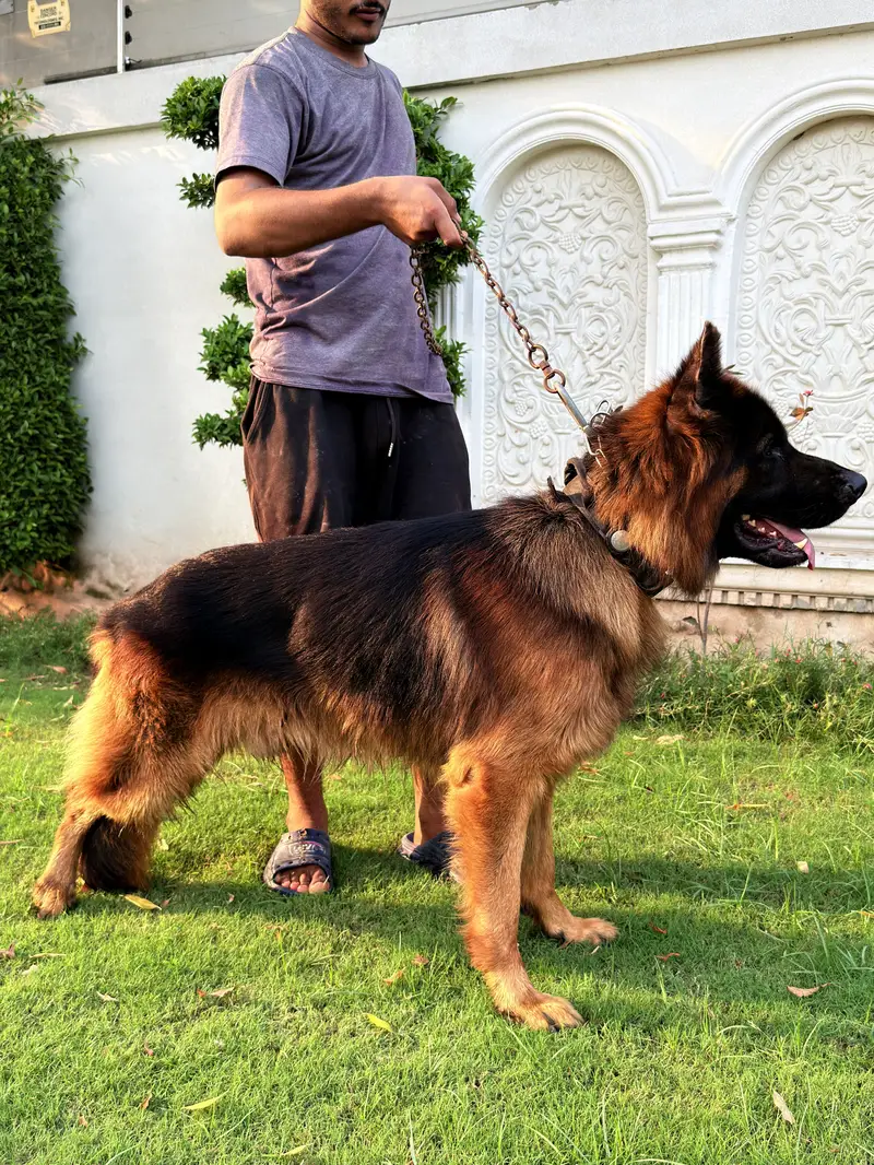Beautiful Shepherd Dogs for Sale — Lahore — photo 6