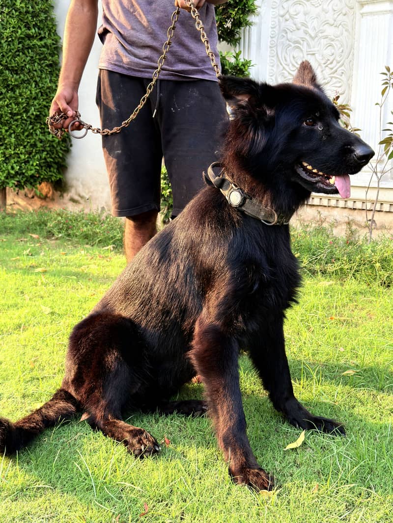 Beautiful Shepherd Dogs for Sale — Lahore (PINK PEDIGREE) - Dogs ...