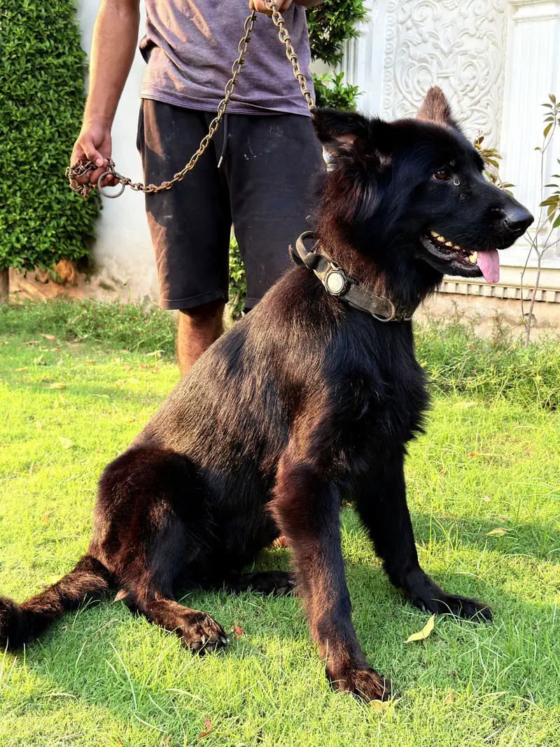 Beautiful Shepherd Dogs for Sale — Lahore — photo 7