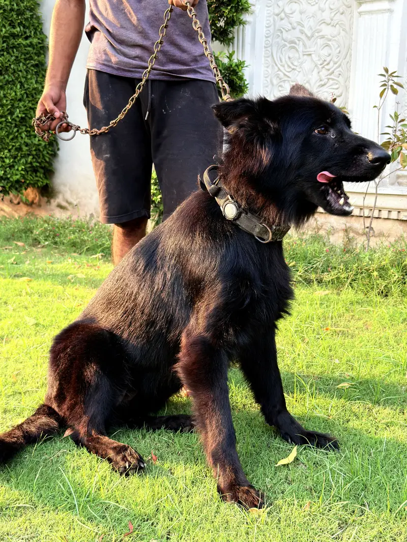 Beautiful Shepherd Dogs for Sale — Lahore — photo 8