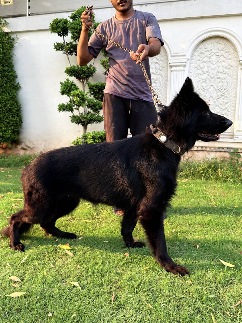 Beautiful Shepherd Dogs for Sale — Lahore (PINK PEDIGREE) - Dogs ...