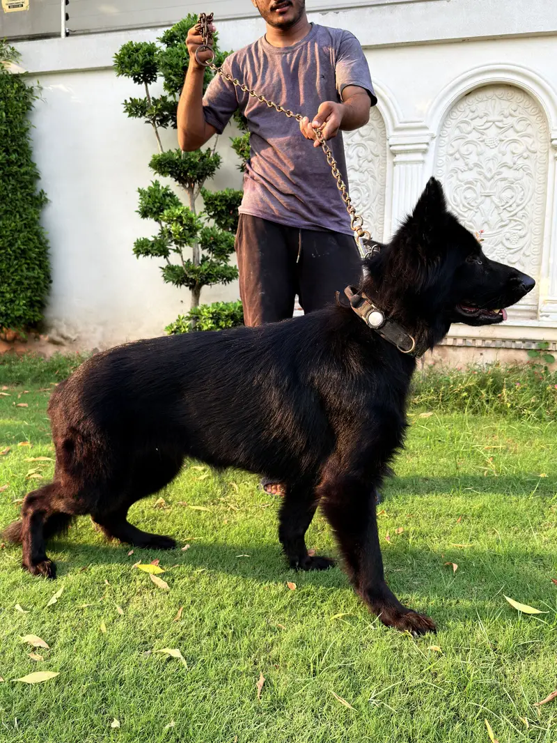 Beautiful Shepherd Dogs for Sale — Lahore — photo 9