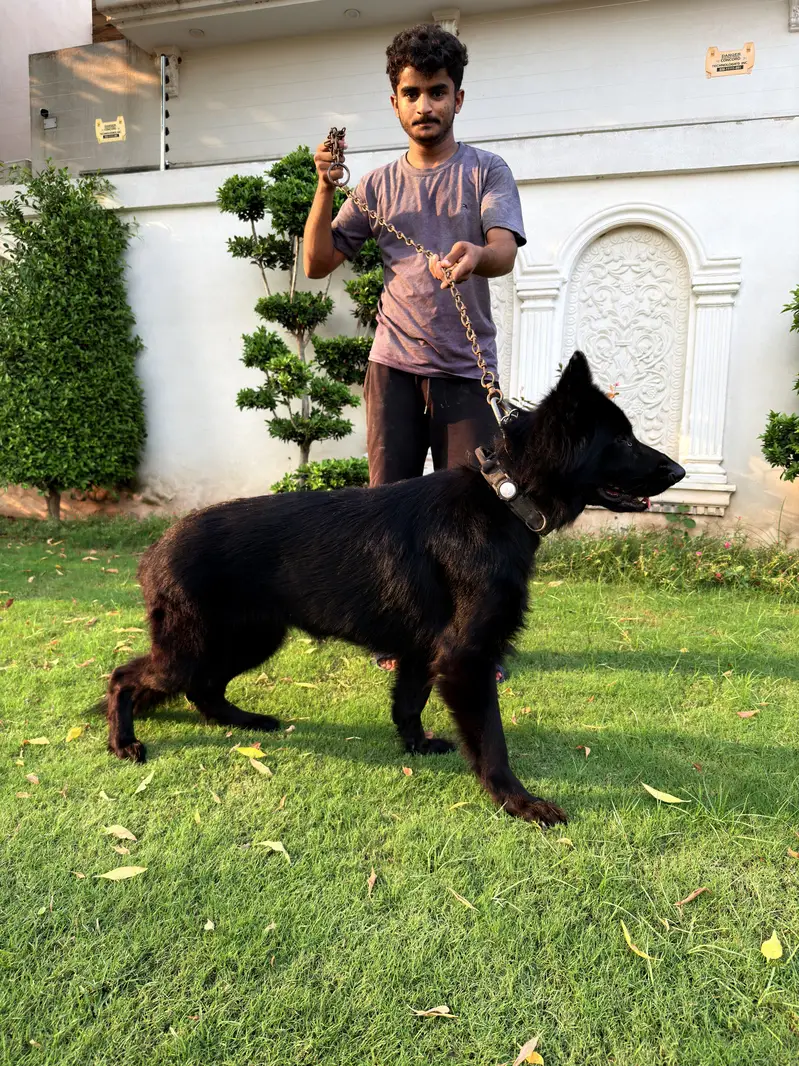 Beautiful Shepherd Dogs for Sale — Lahore — photo 10