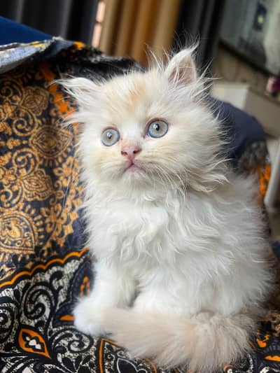 Beautiful Triple Coated Persian Kitten