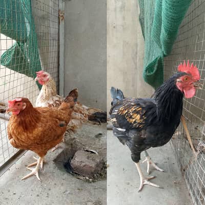 2 Anday Dene Wali Murghiyan aur 1 Patha Murgha for Sale