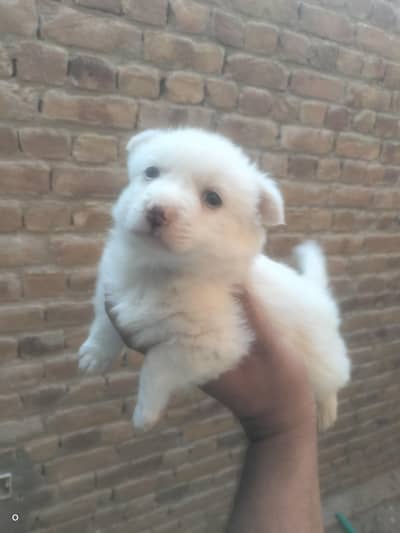 Russian male puppy for sale