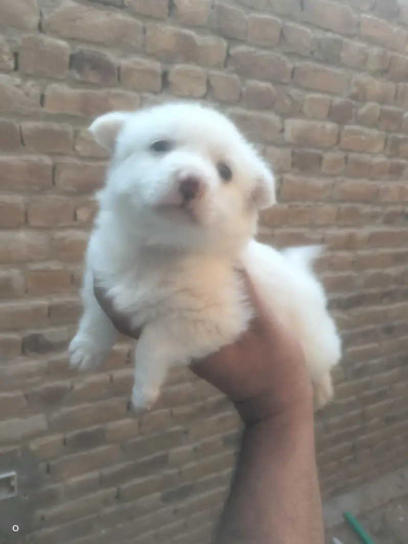 Russian male puppy for sale — photo 2