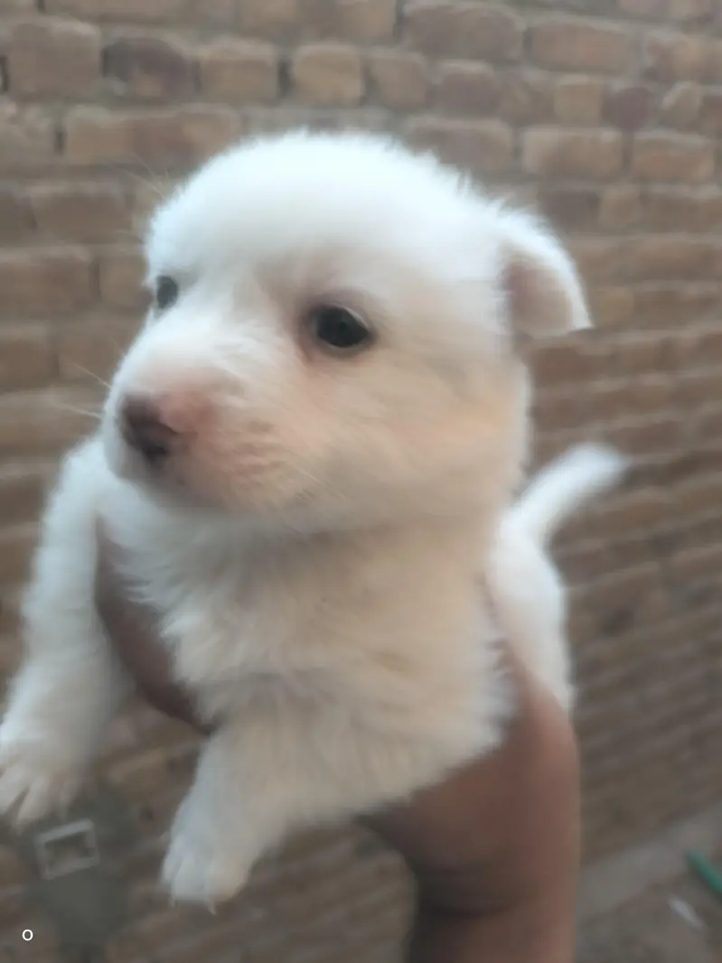 Russian male puppy for sale — photo 3