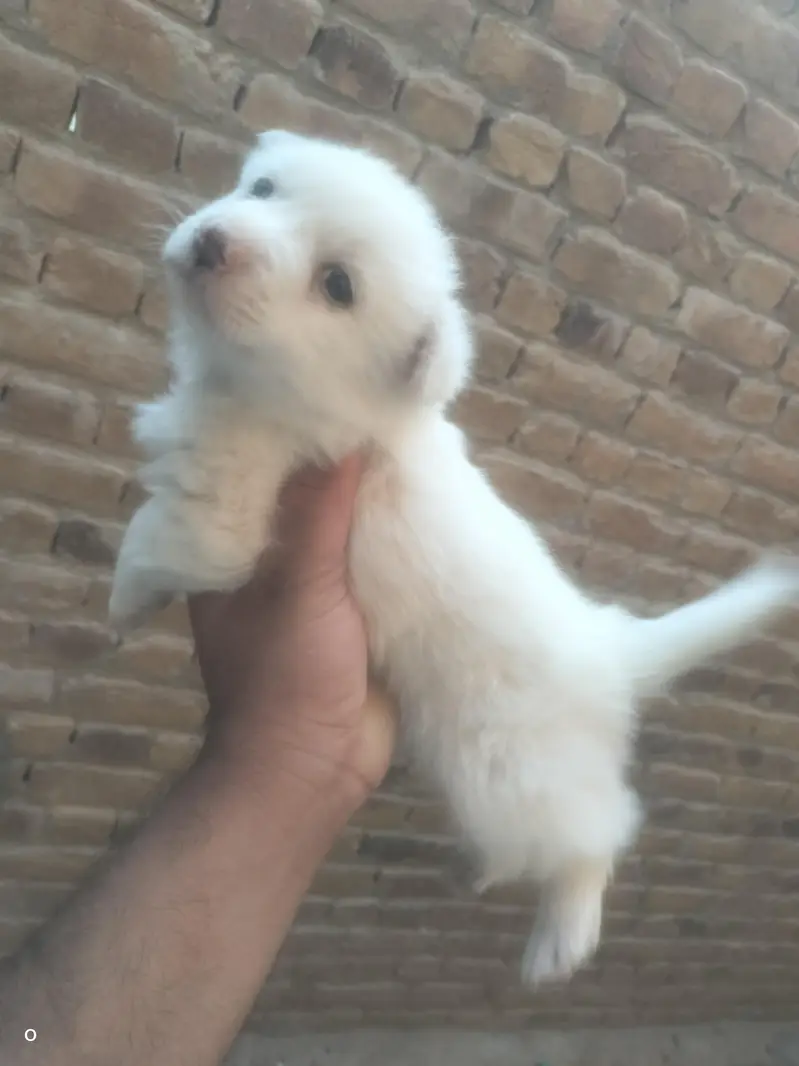 Russian male puppy for sale — photo 4