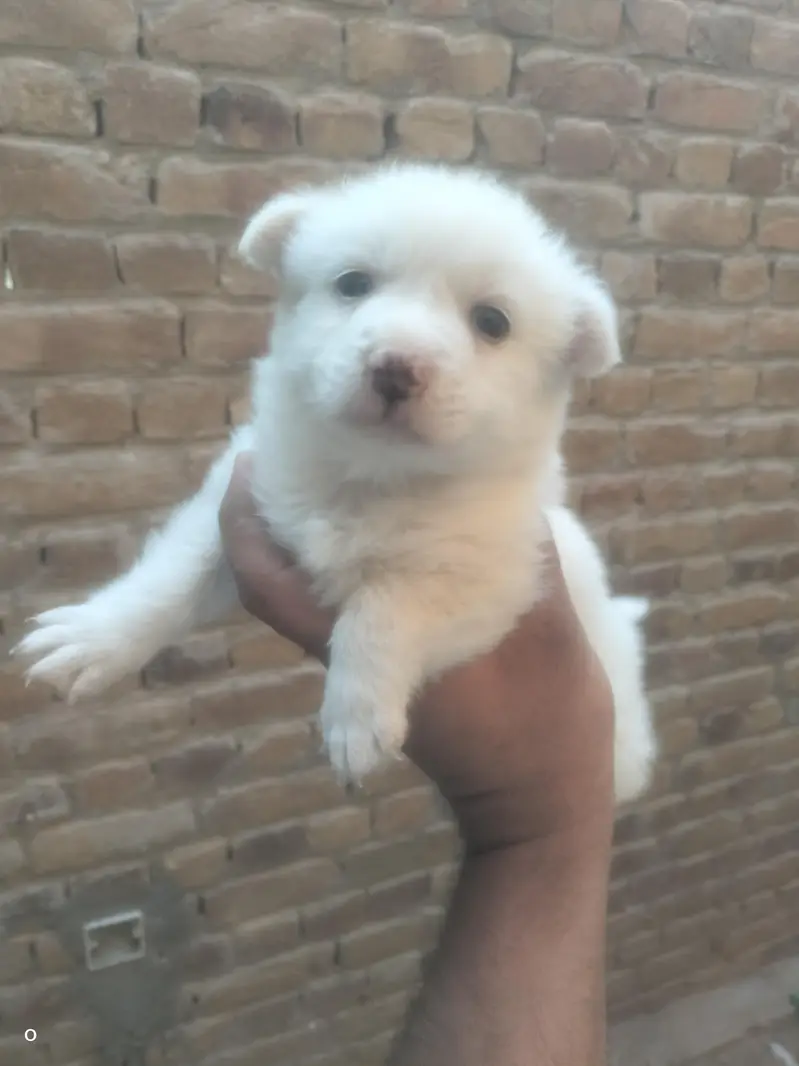 Russian male puppy for sale — photo 5