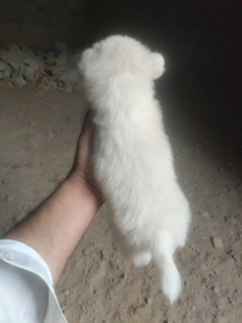 Russian male puppy for sale — photo 6