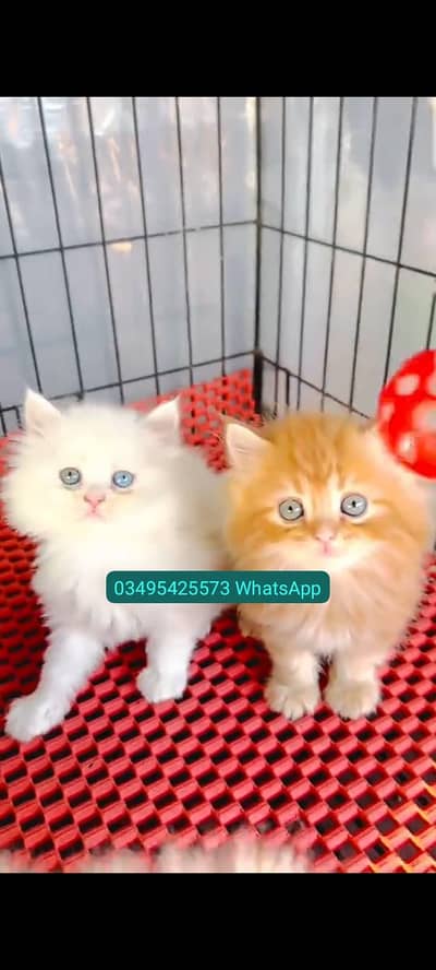 Quality Persian Punch face cat & kitten Male female Both available h