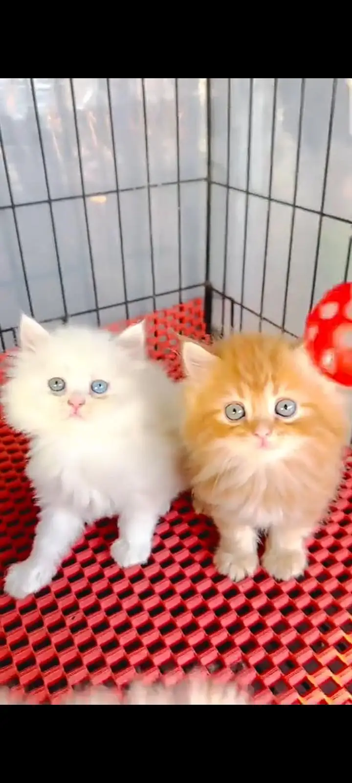 Quality Persian Punch face cat & kitten Male female Both available h — photo 3