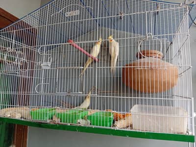 cream cocktail parrot pair and ek patha for sale with cage