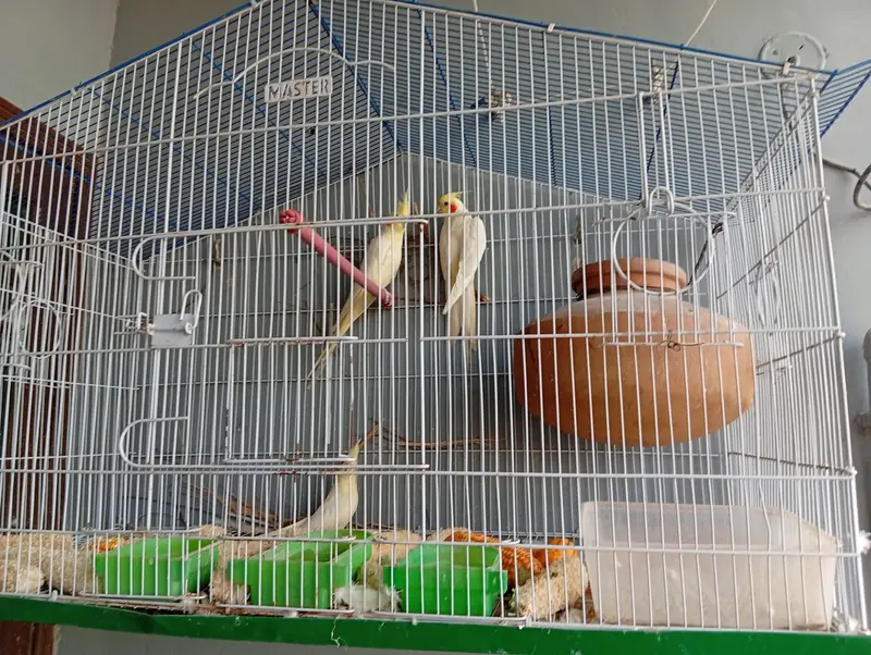cream cocktail parrot pair and ek patha for sale with cage — photo 2