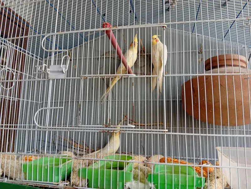 cream cocktail parrot pair and ek patha for sale with cage — photo 3