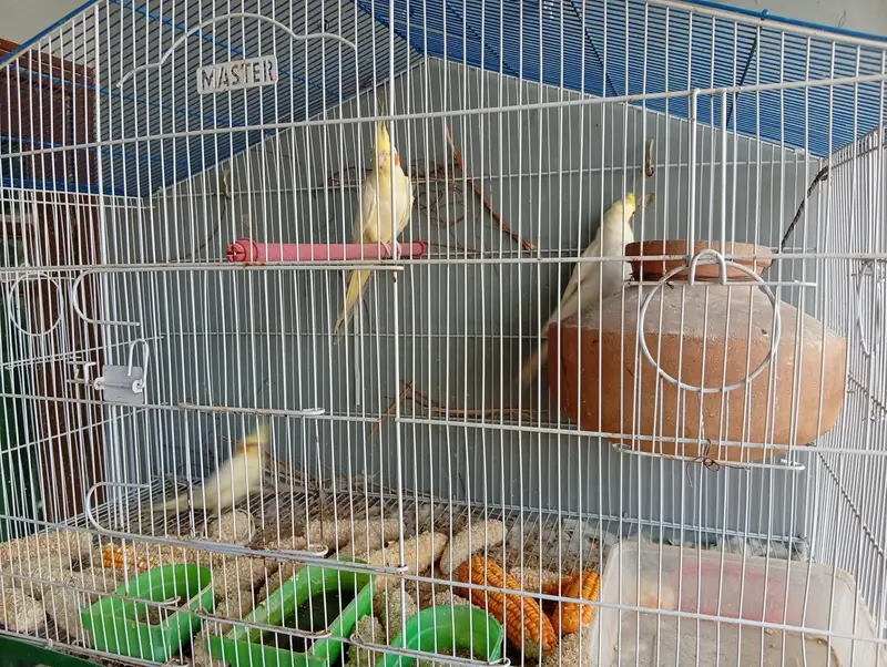 cream cocktail parrot pair and ek patha for sale with cage — photo 4